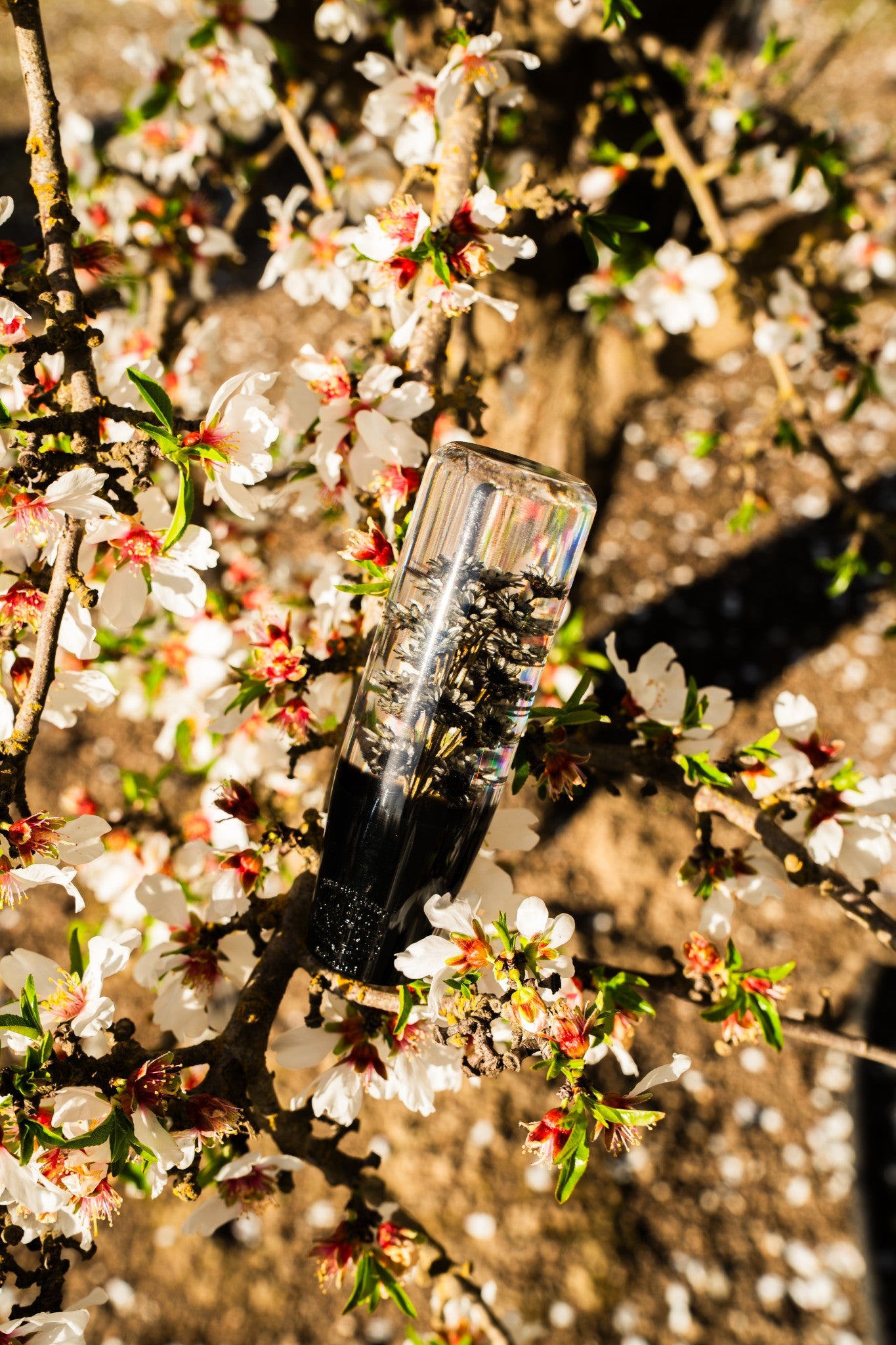 トランプ Bicycle Transducer Night Sakura BICYCLE バイスクル Transducer Night Sakura 夜桜｜Yahoo!フリマ（旧